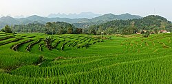 Rizières dans le Hà Giang