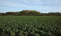 Champ de colza, à Sainghin-en-Weppes